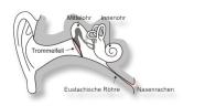 Die Funktion Der Eustachische R hre Die Funktion Der Eustachische R hre